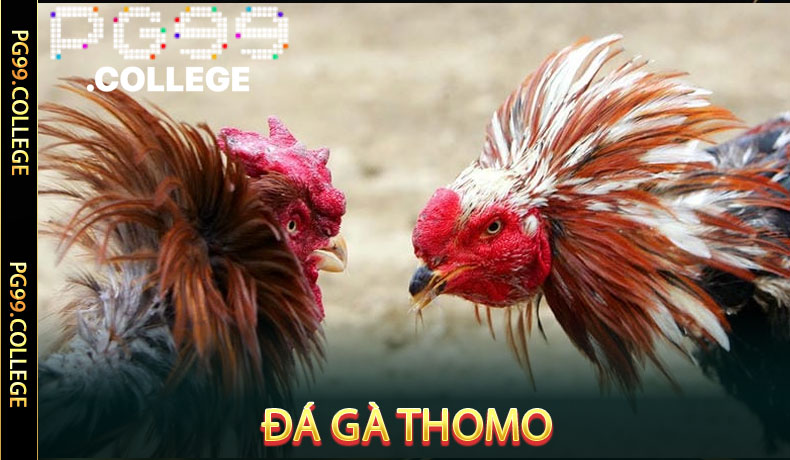 Đá Gà Thomo - Trò Chơi 'Hốt Bạc' Không Thể Bỏ Qua Tại PG99